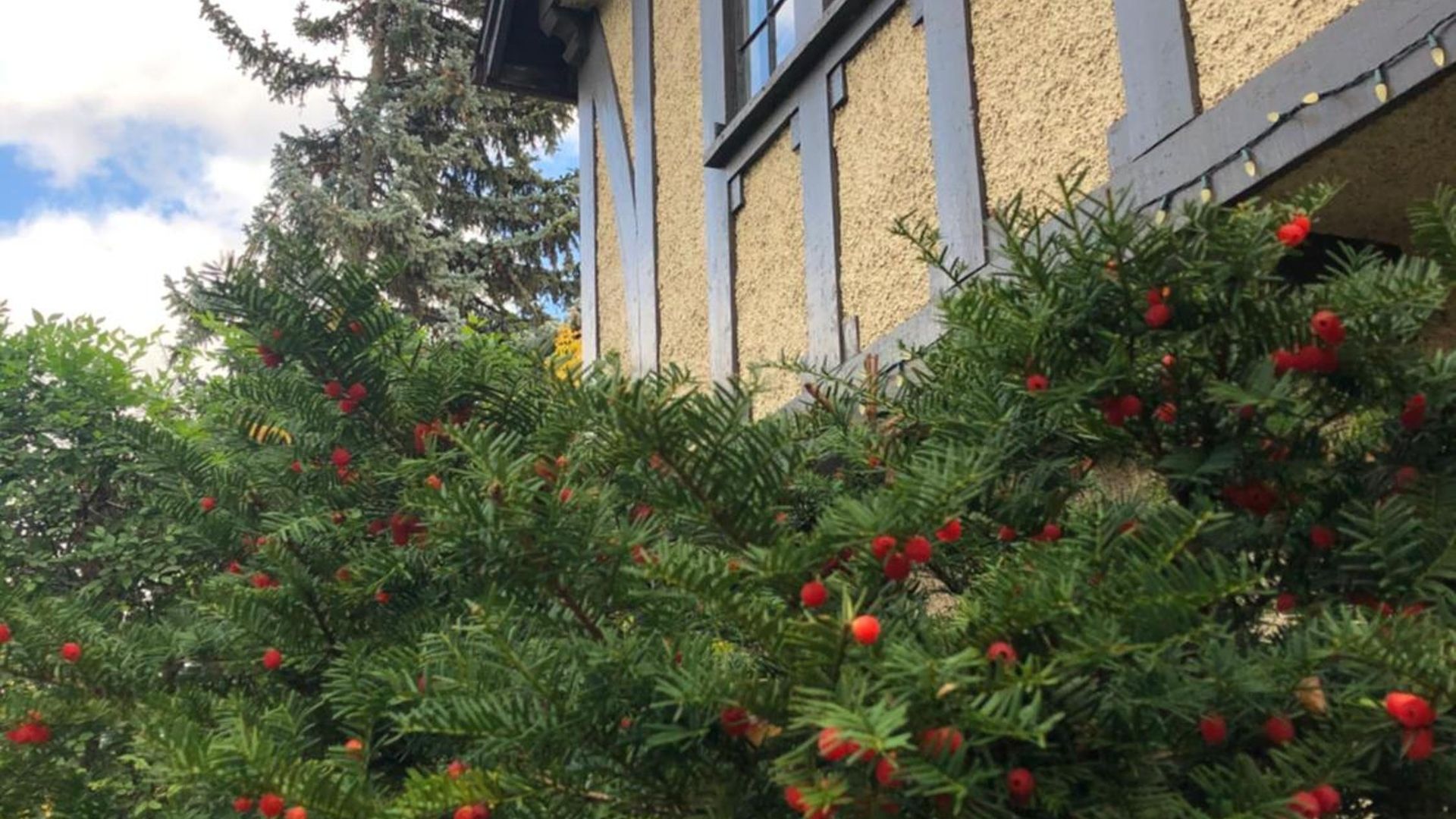 Guest house The Ambassador 3*