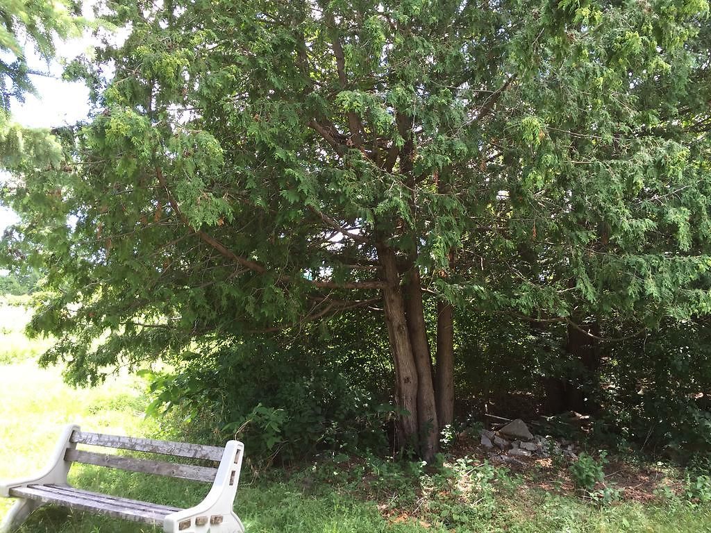 Pine Trees View Ottawa